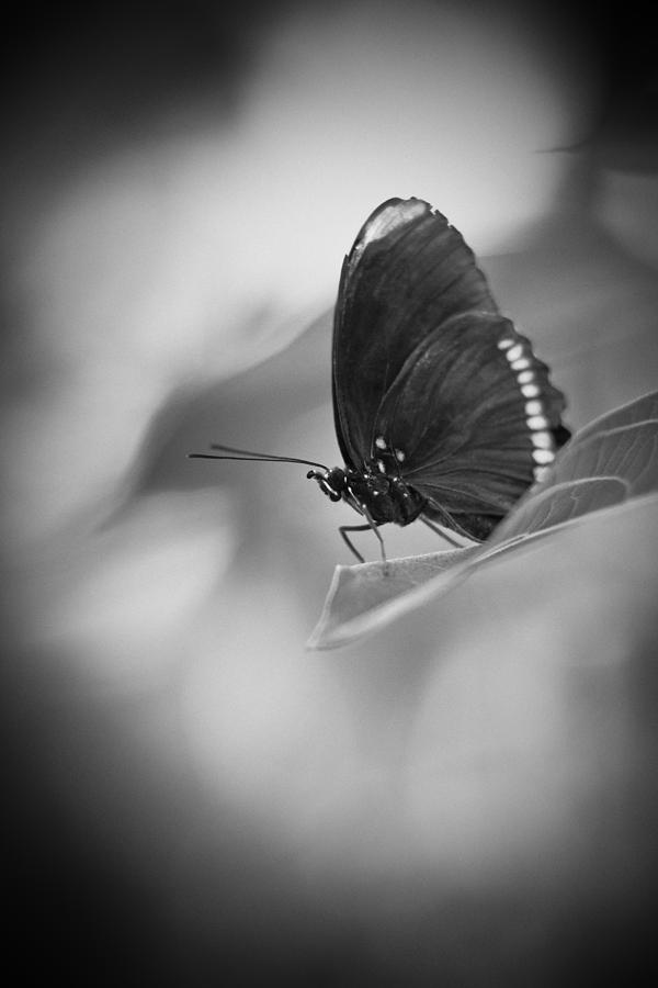 Butterfly Black And White #7 Photograph by Bradley R Youngberg