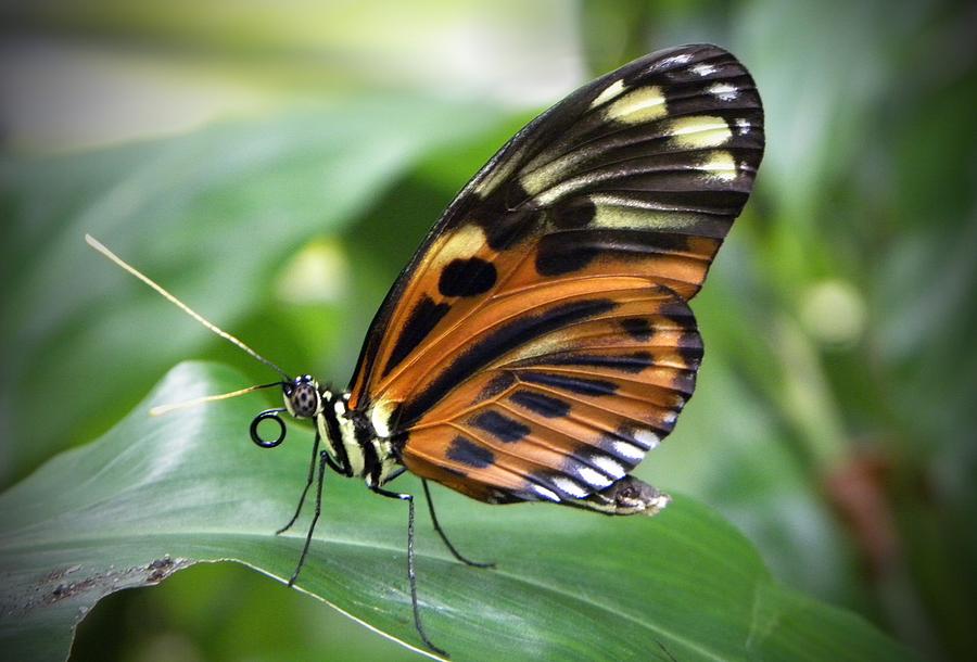 Butterfly #12 Photograph by Savannah Gibbs