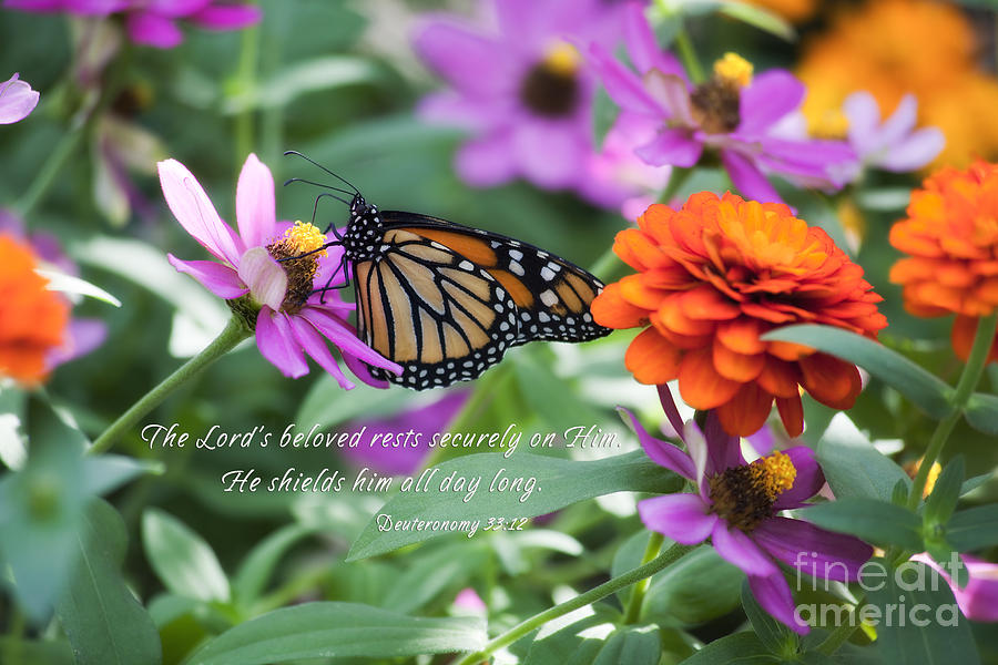 Butterfly Scripture #7 Photograph by Jill Lang