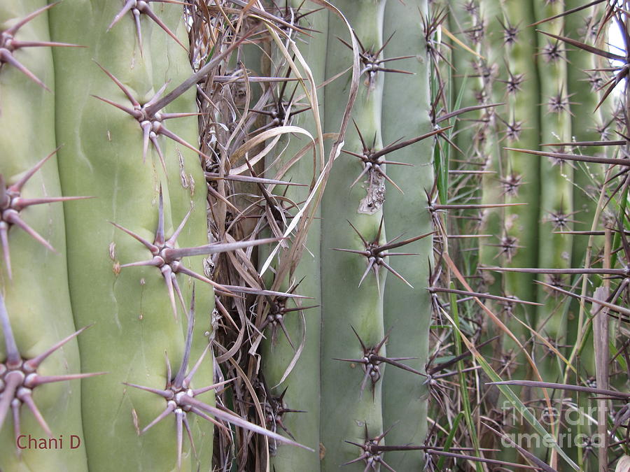 Cacti #9 Photograph by Chani Demuijlder