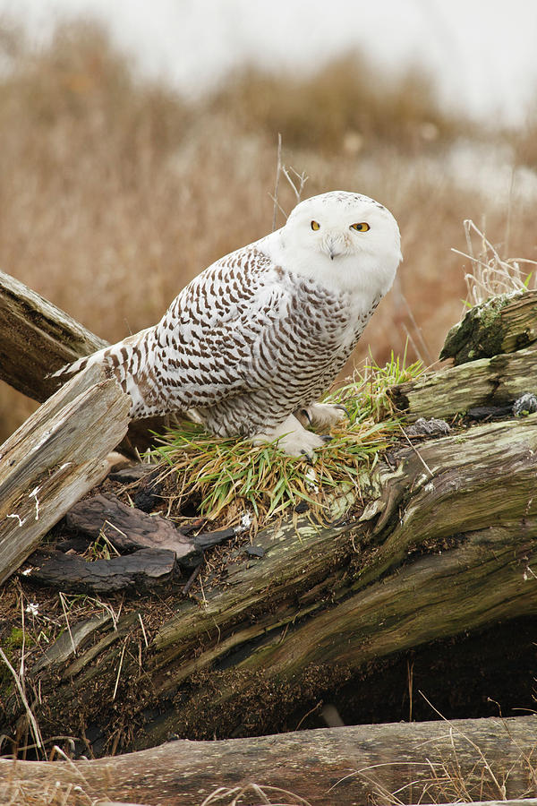 Owl Photograph - Canada, British Columbia, Boundary Bay #7 by Rick A Brown