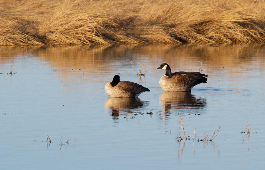 Goose Photograph - Canada Geese #7 by Dee Carpenter