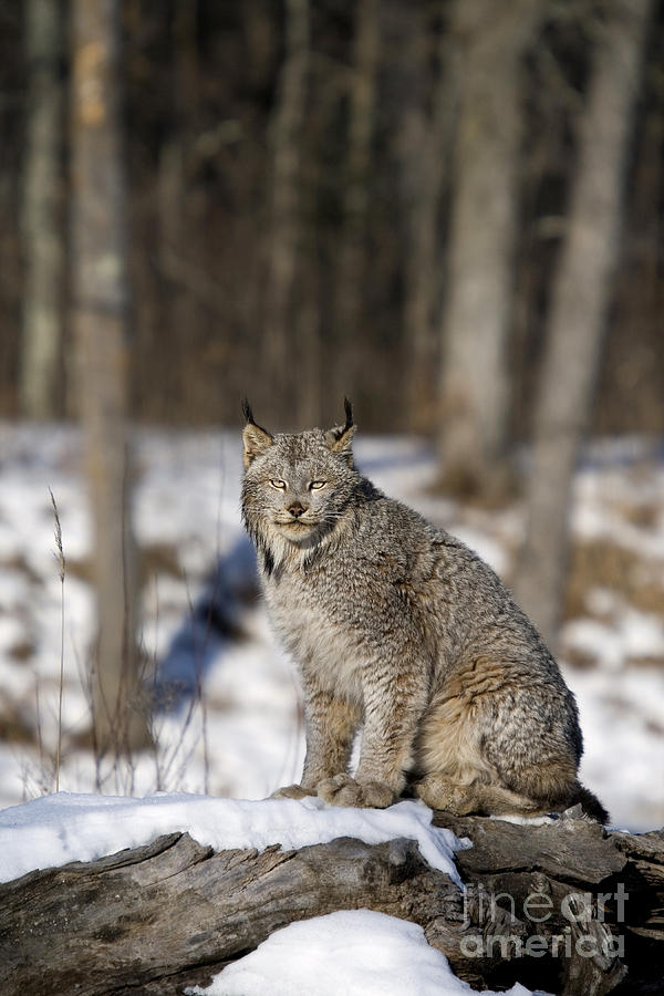 Canada Lynx #7 Photograph by Linda Freshwaters Arndt