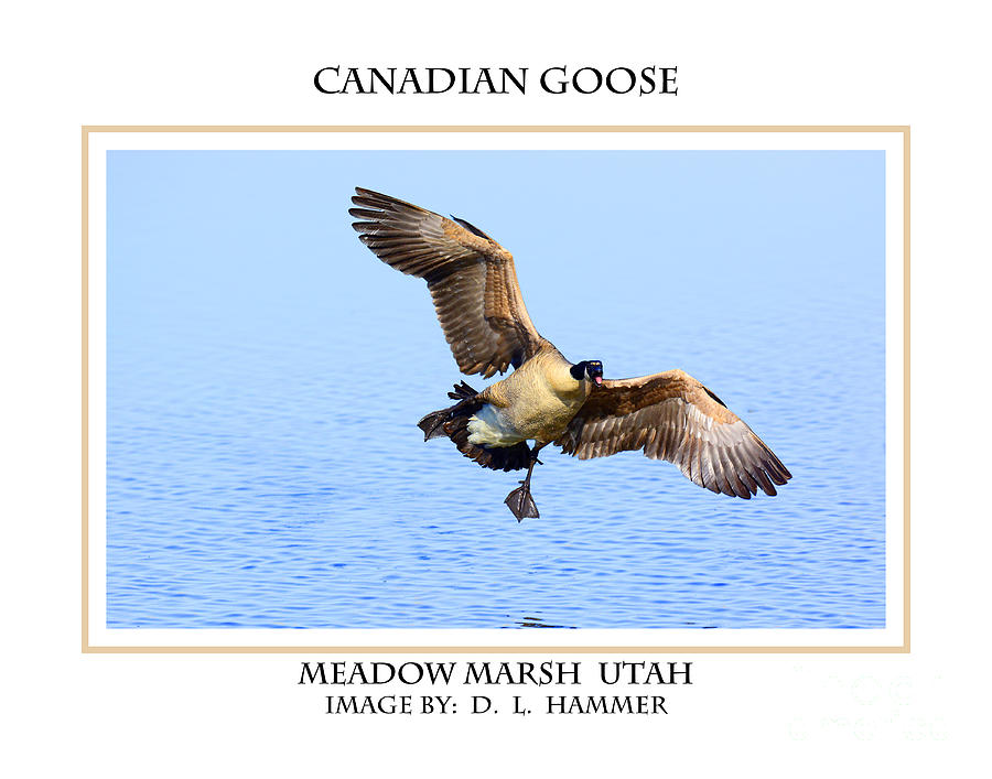Canadian Goose #7 Photograph by Dennis Hammer