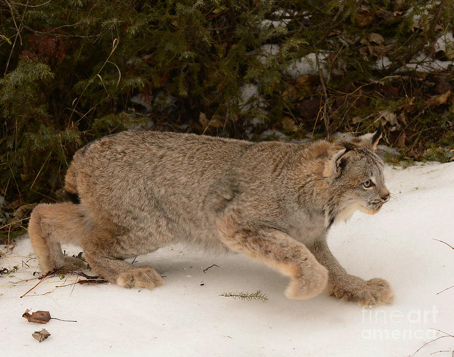 Canadian Lynx #1 Photograph by Dennis Hammer