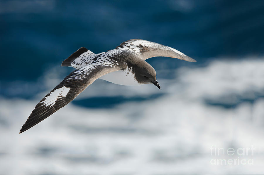 Cape Petrel #7 Photograph by John Shaw