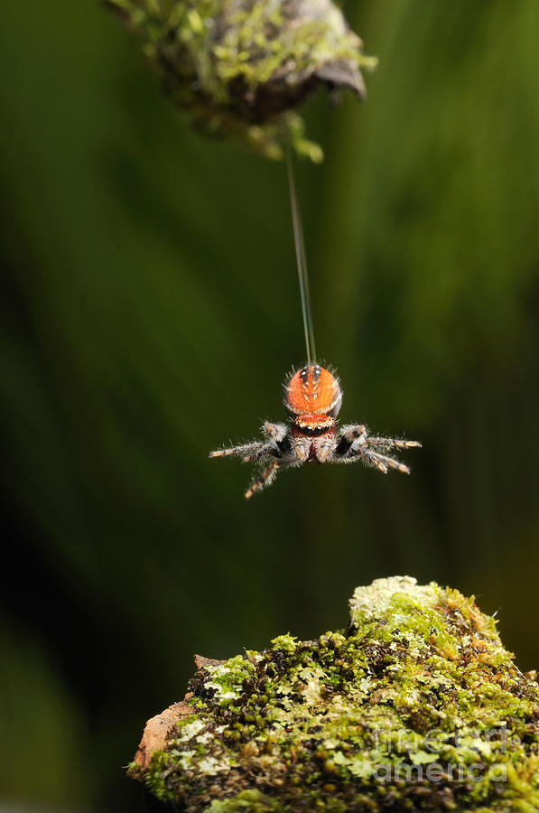 Cardinal Jumping Spider #7 Photograph by Scott Linstead