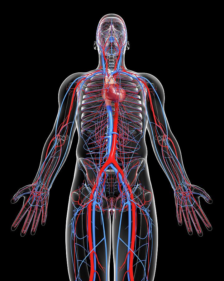 Cardiovascular System #7 Photograph by Pixologicstudio/science Photo ...