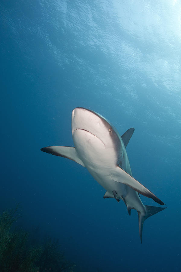 Caribbean Reef Shark #7 Photograph by Andrew J. Martinez