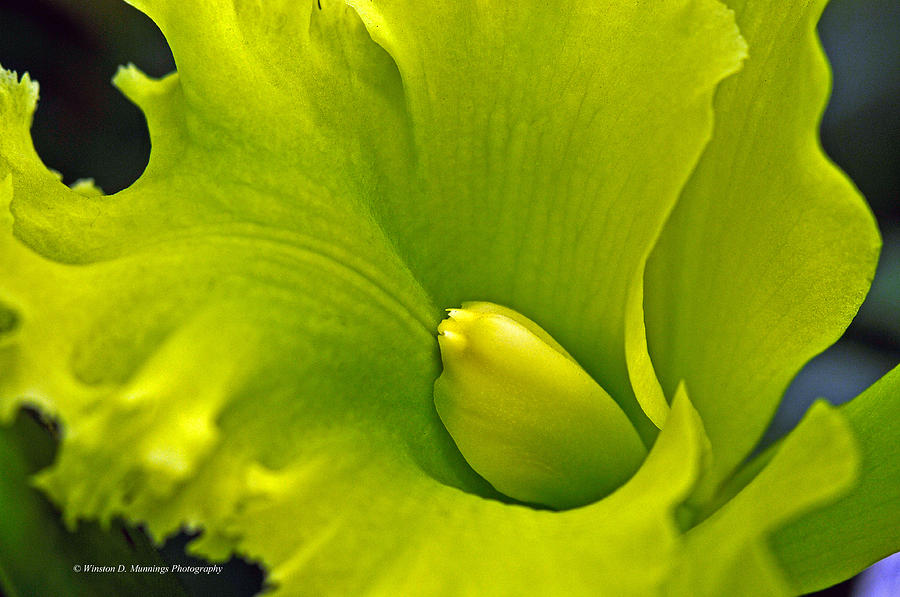 Cattleya Orchid #15 Photograph by Winston D Munnings