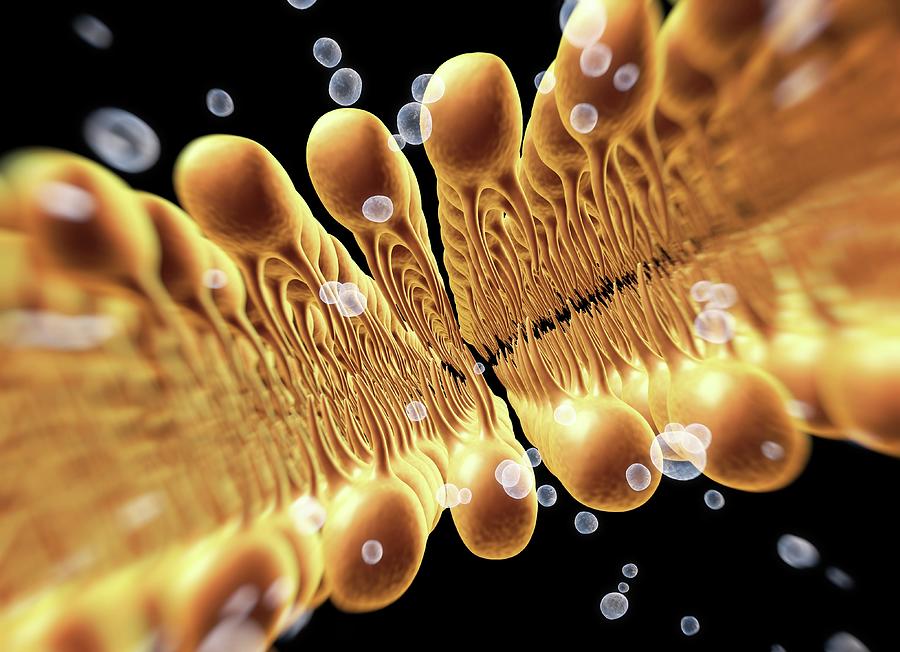 Cell Membrane Lipid Bilayer #7 Photograph by Alfred Pasieka/science Photo Library