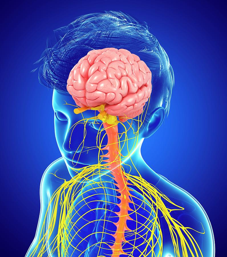 Central Nervous System #7 Photograph by Pixologicstudio/science Photo Library
