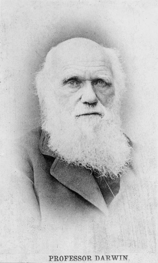 Charles Darwin (1809-1882) Painting By Granger