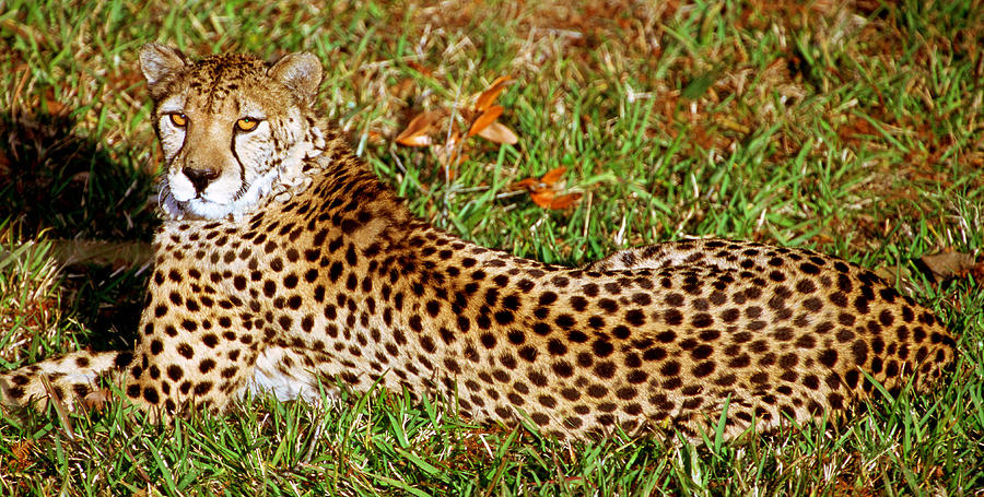 Cheetah Acinonyx Jubatus #7 Photograph by Millard H. Sharp
