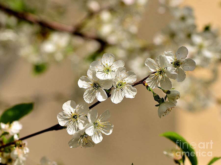 Cherry Blossom Photograph by Luminita Suse | Fine Art America