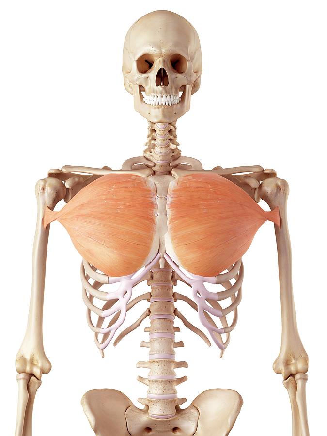 Chest Muscles Photograph By Sebastian Kaulitzki Science Photo Library
