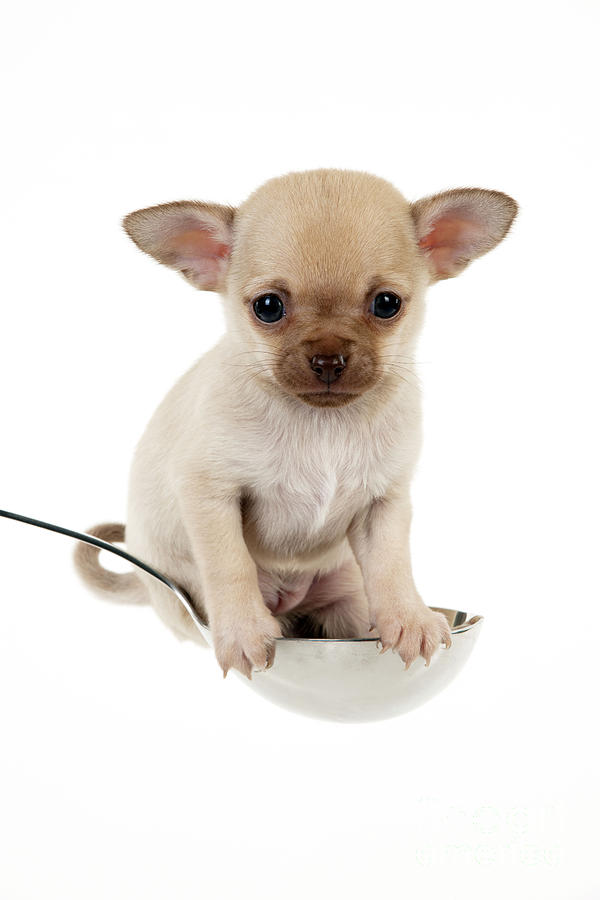 Chihuahua Puppy Dog #8 Photograph by John Daniels