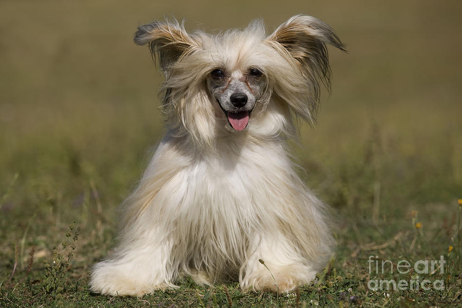 Chinese Crested Dog #7 Photograph by Jean-Michel Labat