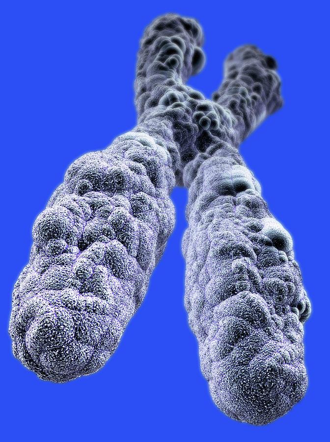 Chromosome Photograph By Tim Vernon Science Photo Library Pixels