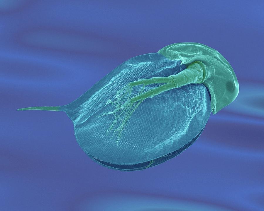Cladoceran (daphnia Sp.) #7 Photograph by Dennis Kunkel Microscopy/science Photo Library