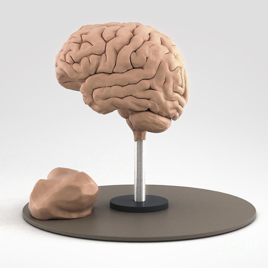 Clay Model Of Brain Photograph By Science Picture Co Pixels