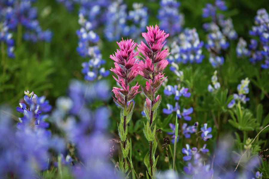 Close-up Of Wildflowers, Mount Rainier #7 Photograph by Panoramic Images