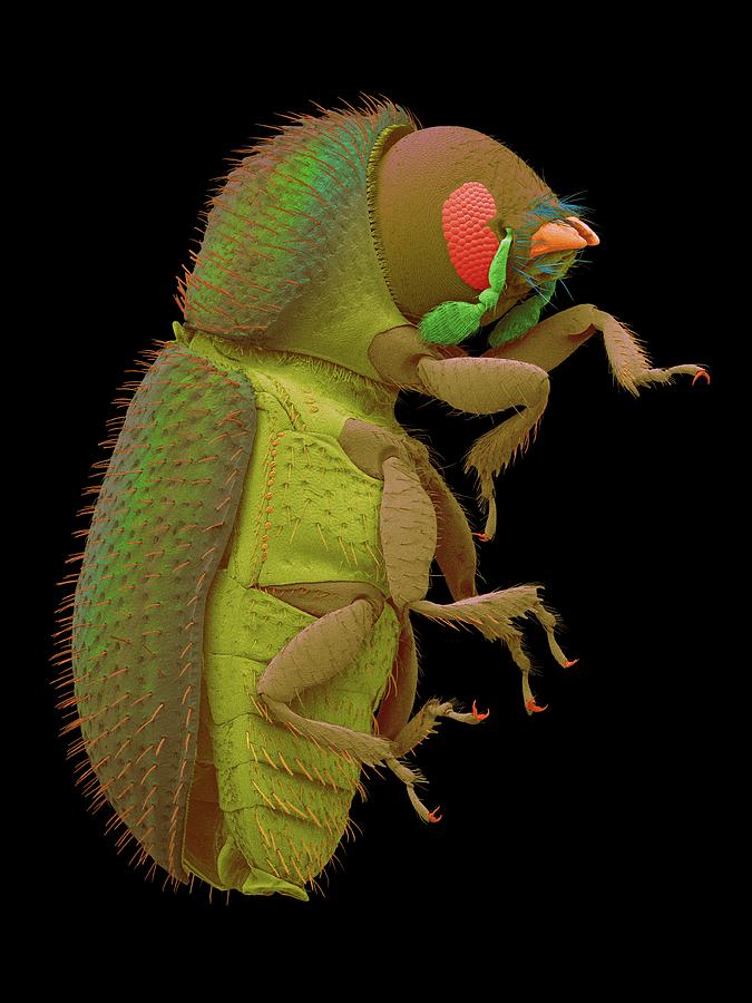 Coffee Berry Borer #7 Photograph by Dennis Kunkel Microscopy/science Photo Library