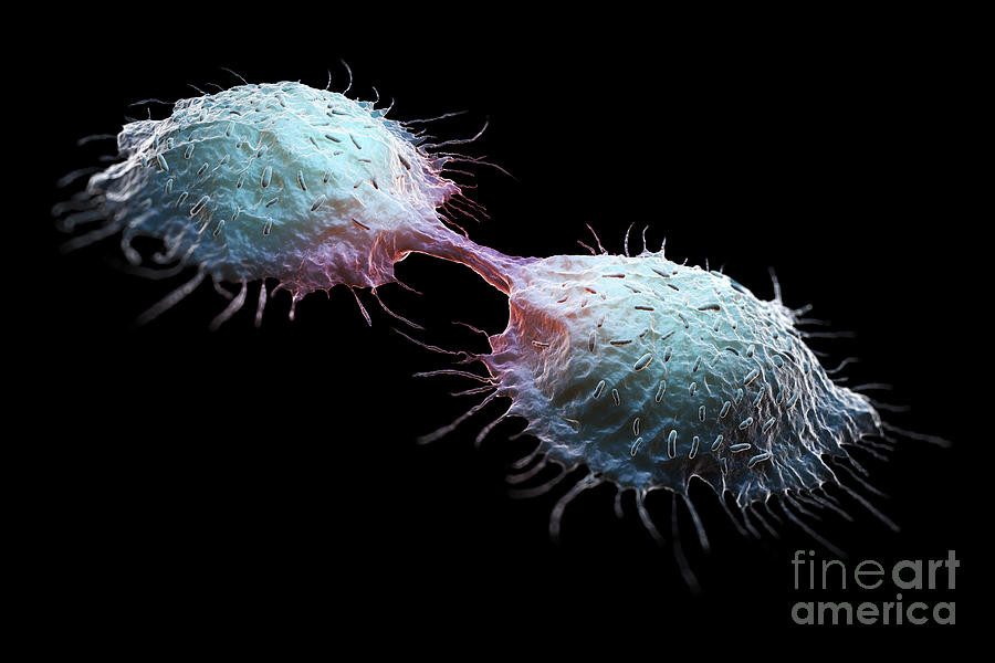 Colon Cancer Cells #7 Photograph by Science Picture Co