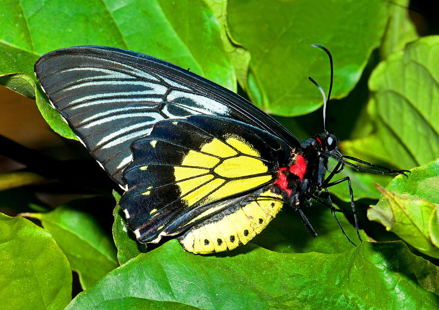 Common Birdwing Butterfly Photograph By Millard H Sharp Fine Art America 