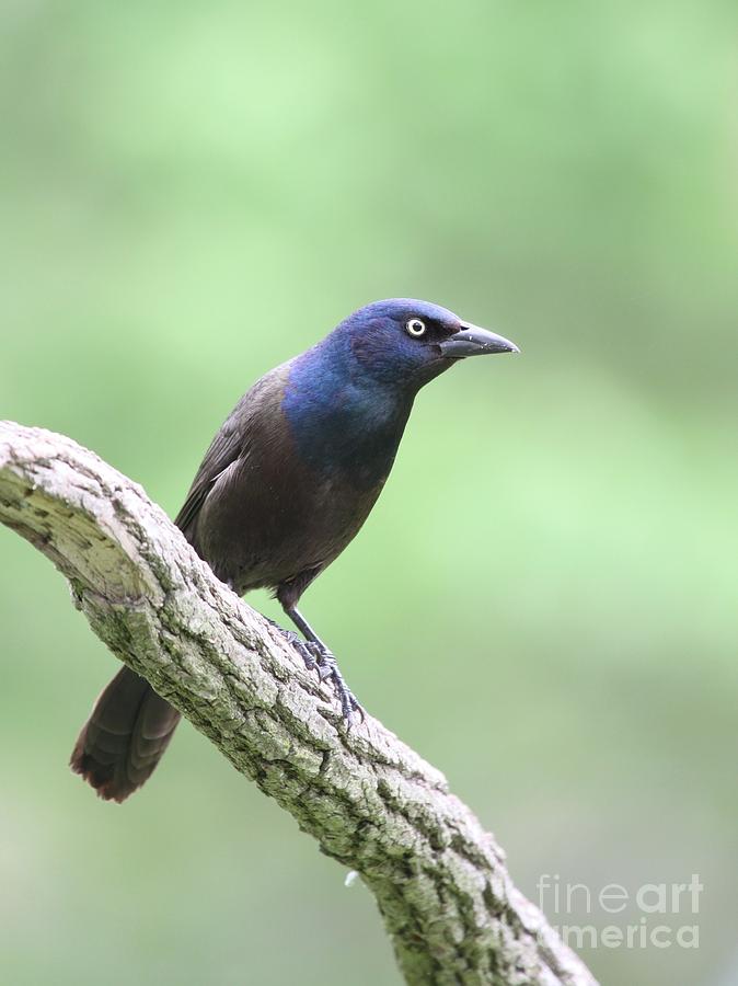 Common Grackle #7 Photograph by Jack R Brock