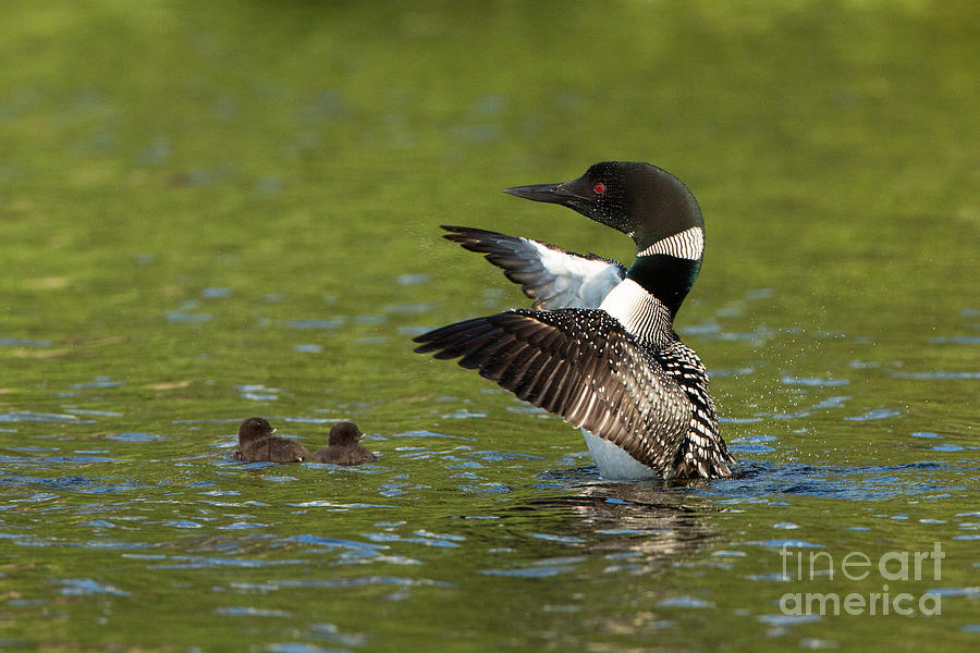 Loon Photograph - Common Loon Gavia Immer With Young #7 by Linda Freshwaters Arndt