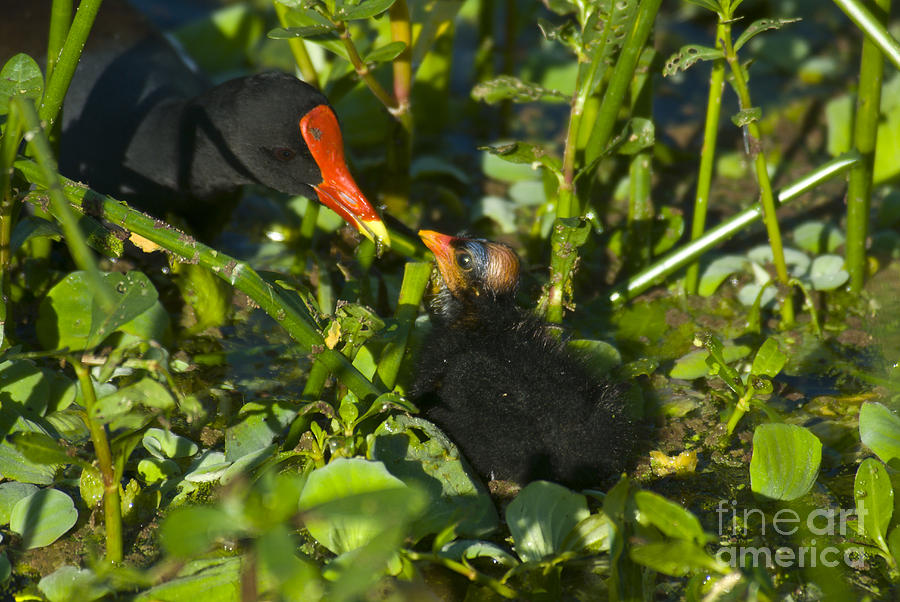 Common Moorhen Chick #7 Photograph by Mark Newman