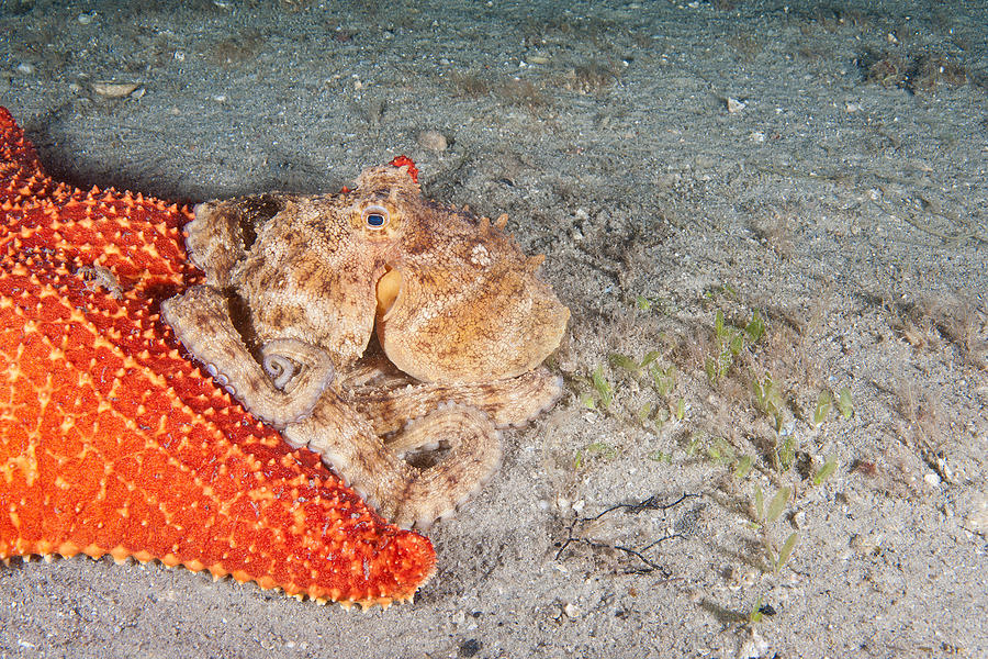 Common Octopus #7 Photograph by Andrew J. Martinez