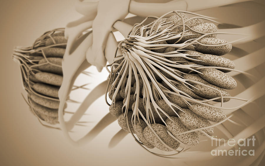 Conceptual Image Of Female Breast Digital Art by Stocktrek Images - Pixels