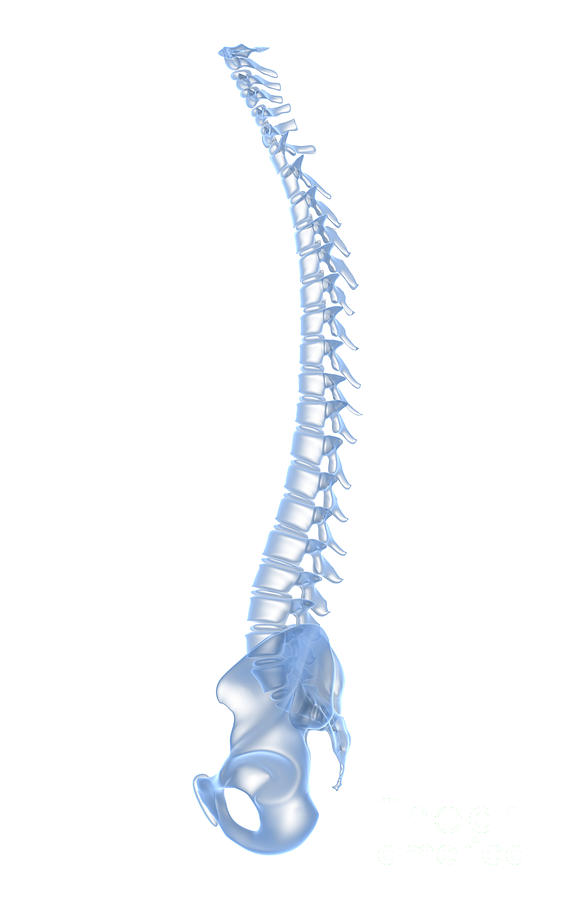 Conceptual Image Of Human Backbone Digital Art