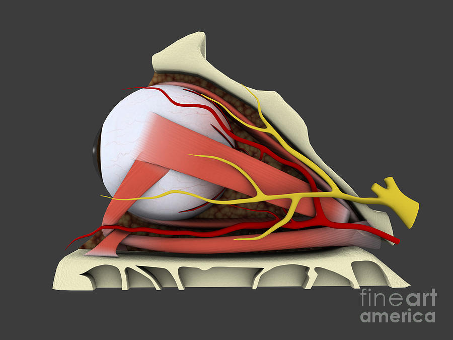 Iris Digital Art - Conceptual Image Of Human Eye Anatomy #7 by Stocktrek Images