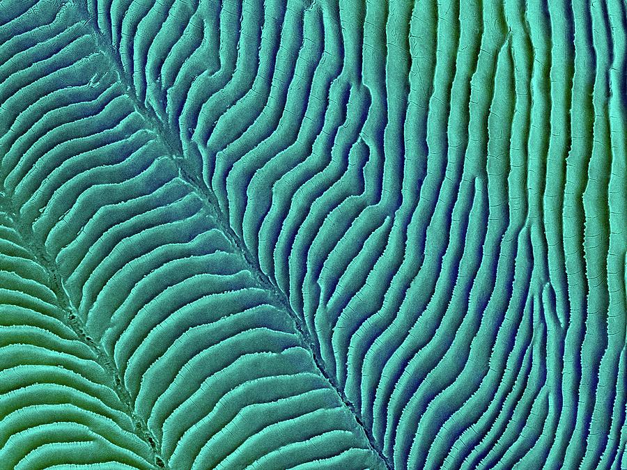 Convict Cichlid Fish Scale Photograph by Dennis Kunkel Microscopy/science Photo Library