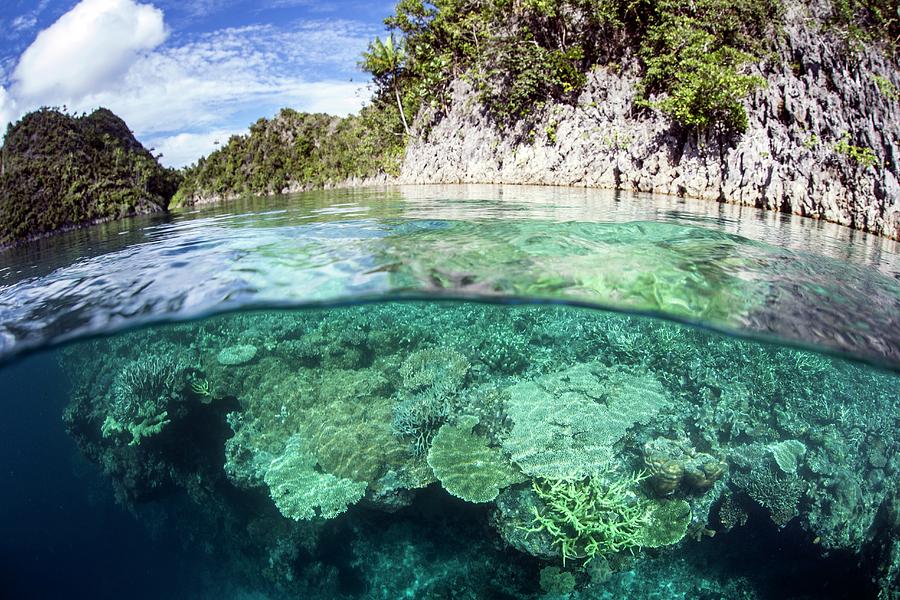 Coral Reef Photograph by Ethan Daniels - Fine Art America