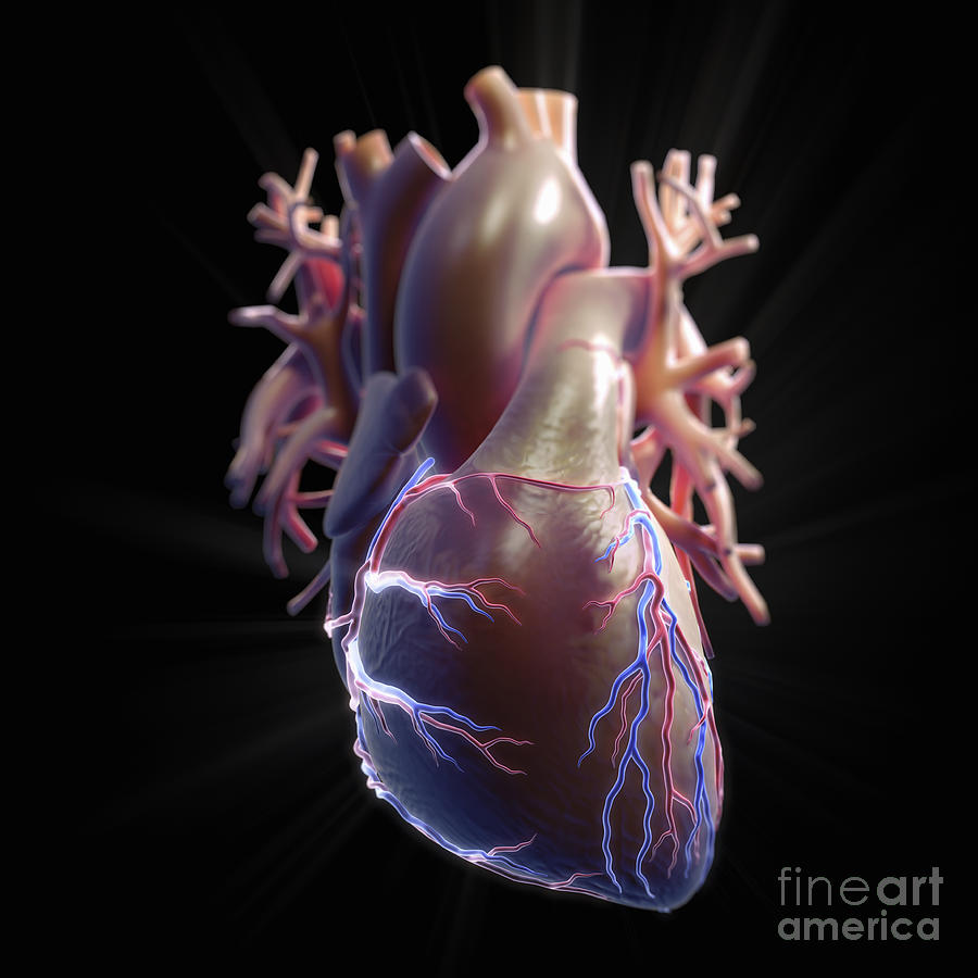 Coronary Blood Supply #7 Photograph by Science Picture Co