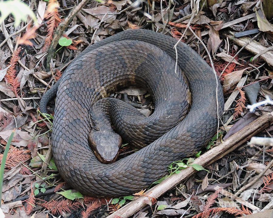 Cottonmouth Photograph by Caroline Morse - Fine Art America