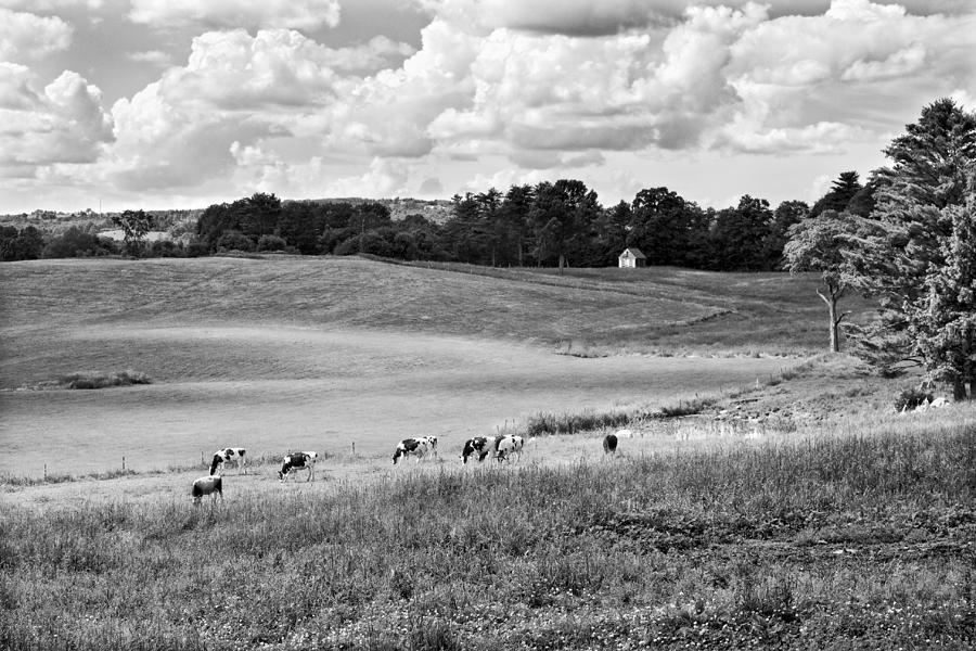 Cows Grazing On Grass In Farm Field Summer Maine #7 Photograph by Keith Webber Jr