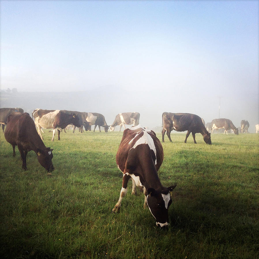 Cows #7 Photograph by Les Cunliffe
