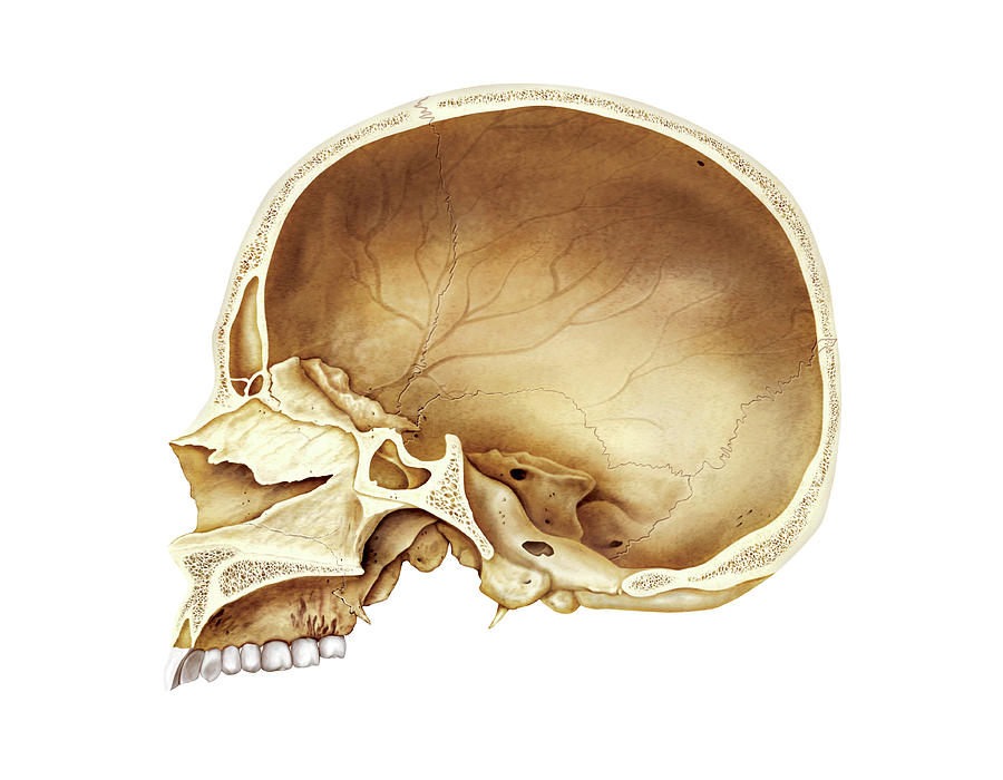 Cranium Photograph By Asklepios Medical Atlas Pixels 5916