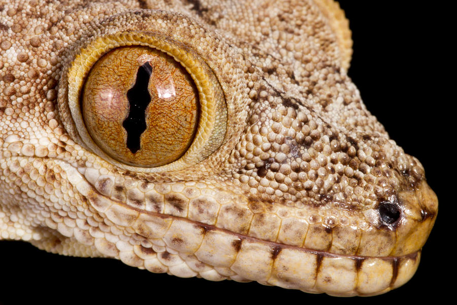 Crocodile Gecko Tarentola Mauritanica #7 Photograph by David Kenny