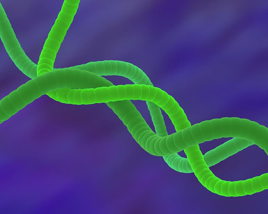 Cyanobacterium (spirulina Platensis) #7 Photograph by Dennis Kunkel Microscopy/science Photo Library