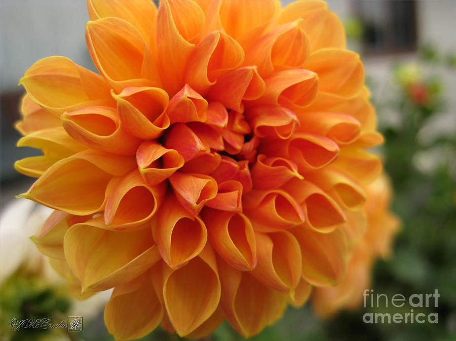 Dahlia from the Showpiece Mix #7 Photograph by J McCombie