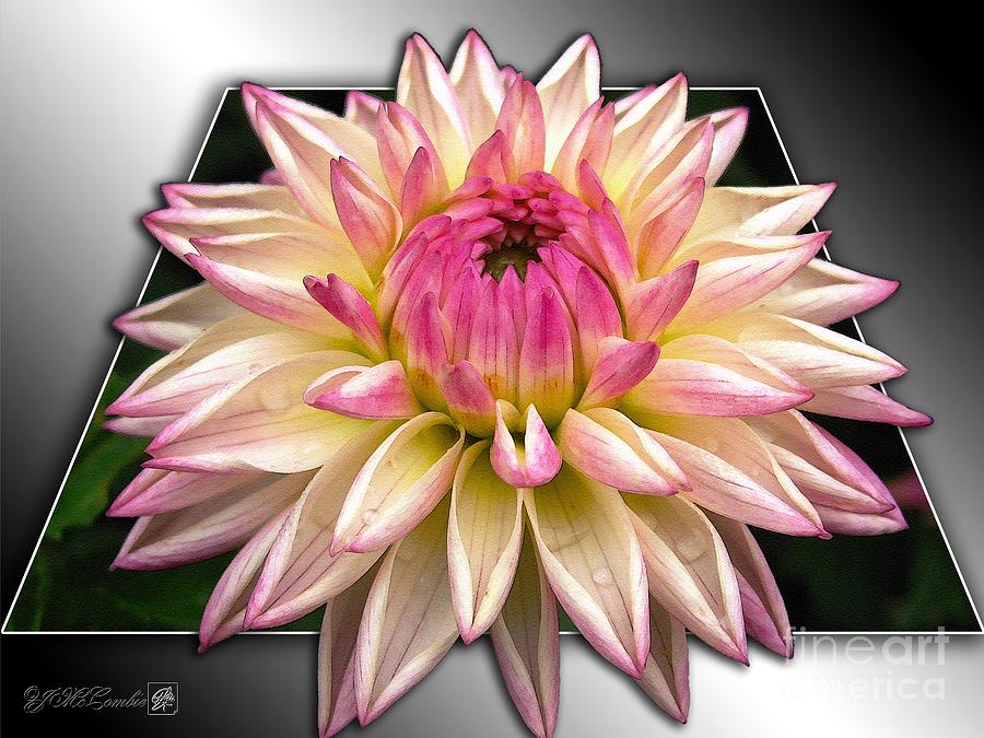 Dahlia named Valley Porcupine #2 Painting by J McCombie