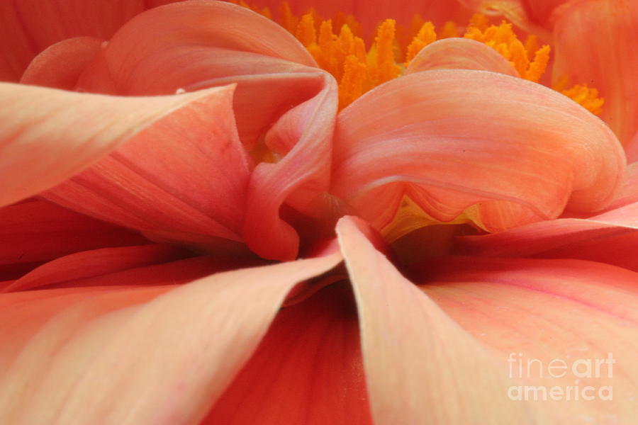 Dahlia Photograph - Dahlia by Rebeka Dove Dahlia Photograph - Dahlia by Rebeka Dove