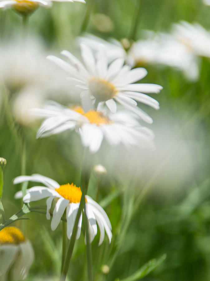 Daisies #7 Photograph by Michael Goyberg