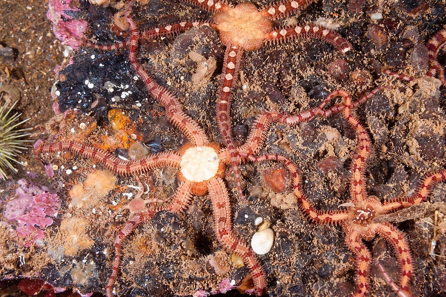 Daisy Brittle Star #7 Photograph by Andrew J. Martinez